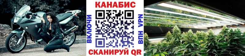 купить   Семёнов  Конопля OG Kush 